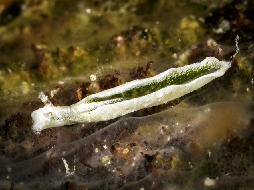 Elysia sp. M